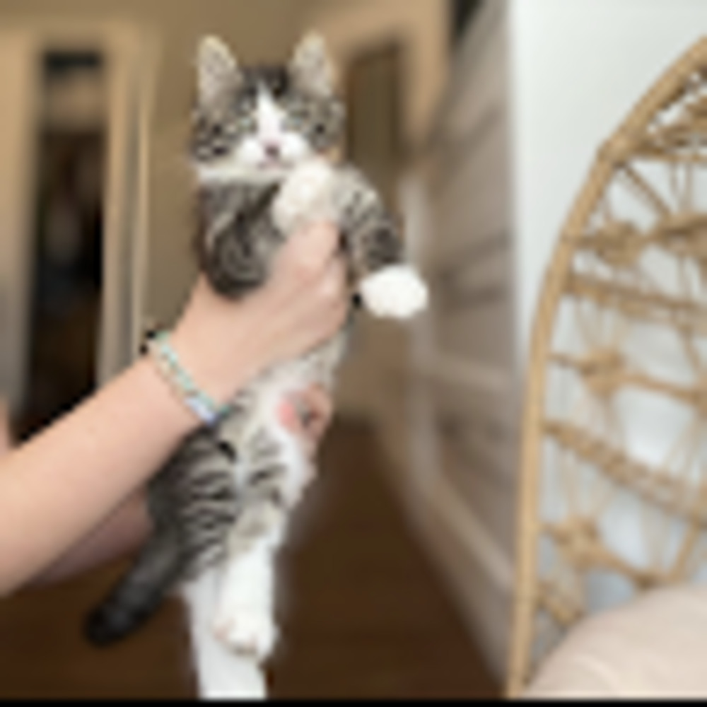 Meet your Posher, Olivia